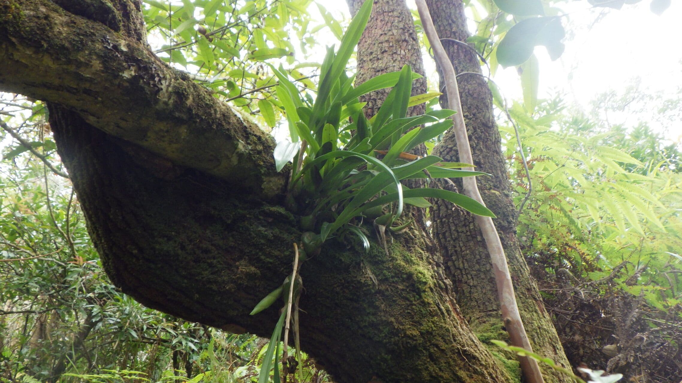 Bulbophyllum 4
