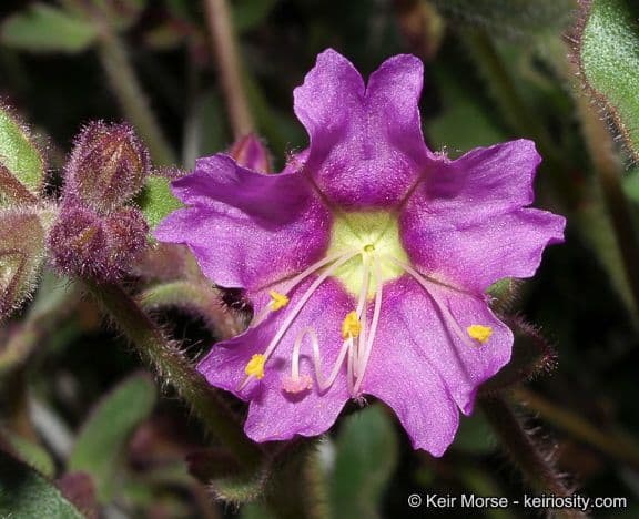 Mirabilis laevis 3