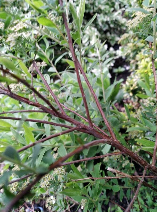 Spirea giapponese 22