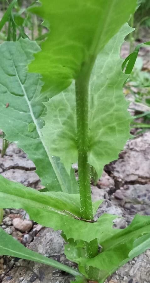 Lechuga amarga 20