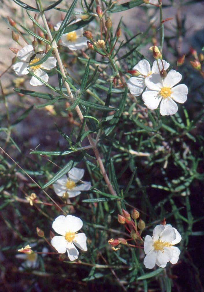 Cistus 9