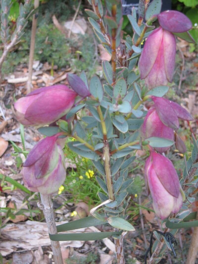Pimelea 2