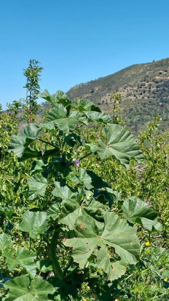 Malva multiflora 11
