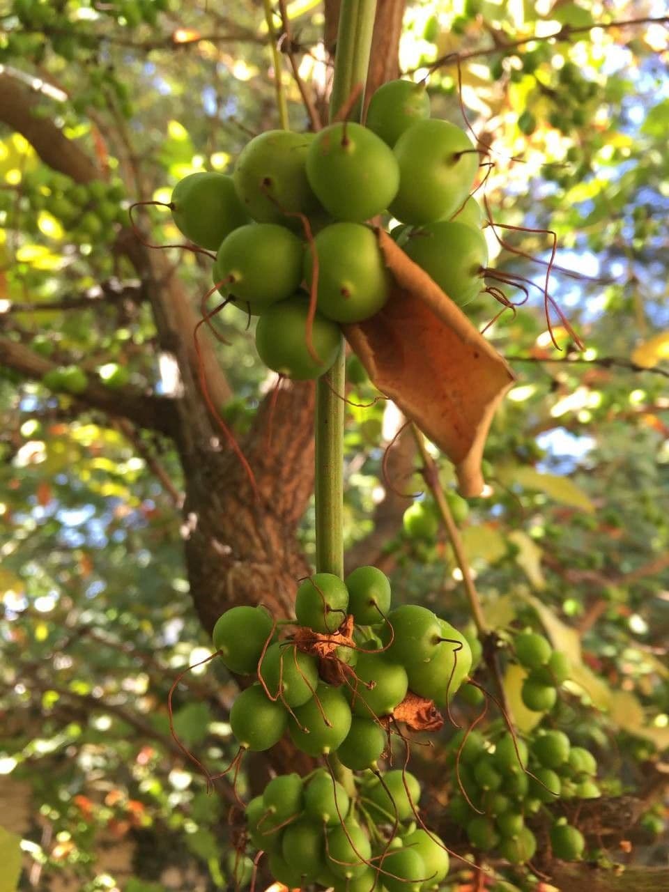 Halleria lucida