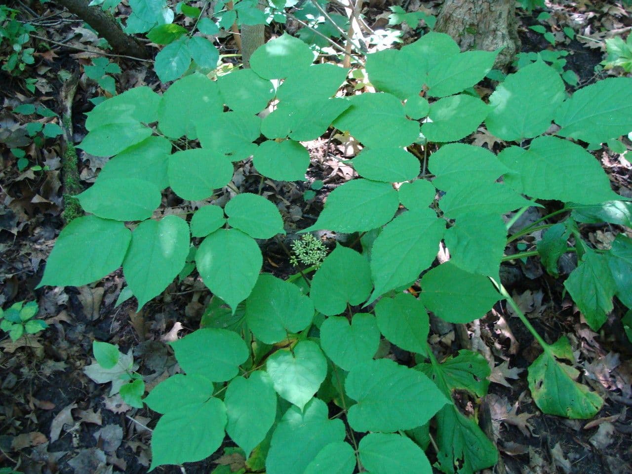 Araria racemosa 13