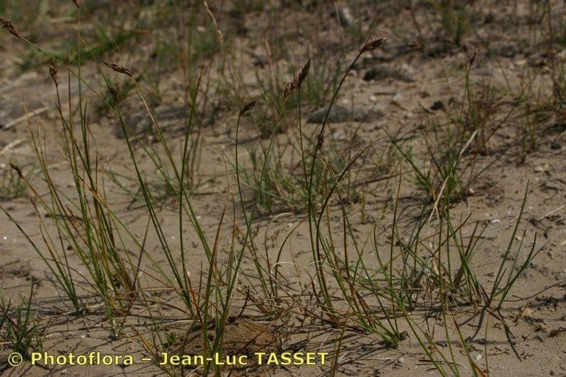 Carice distica 11