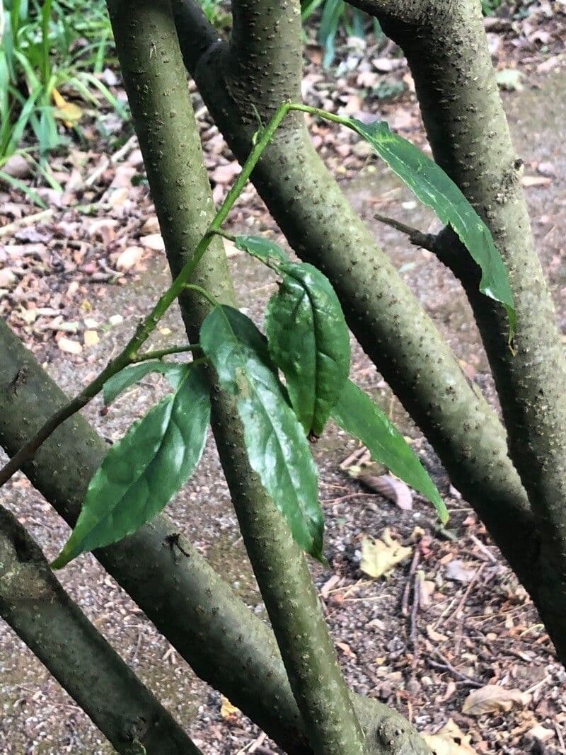 Traubige Perrottetia