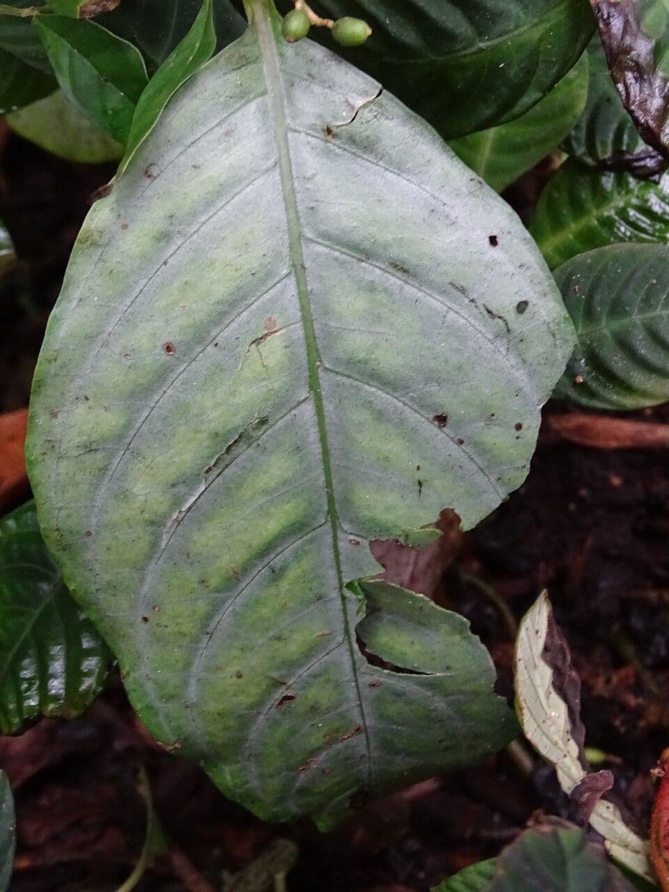 Aphelandra aurantiaca 13