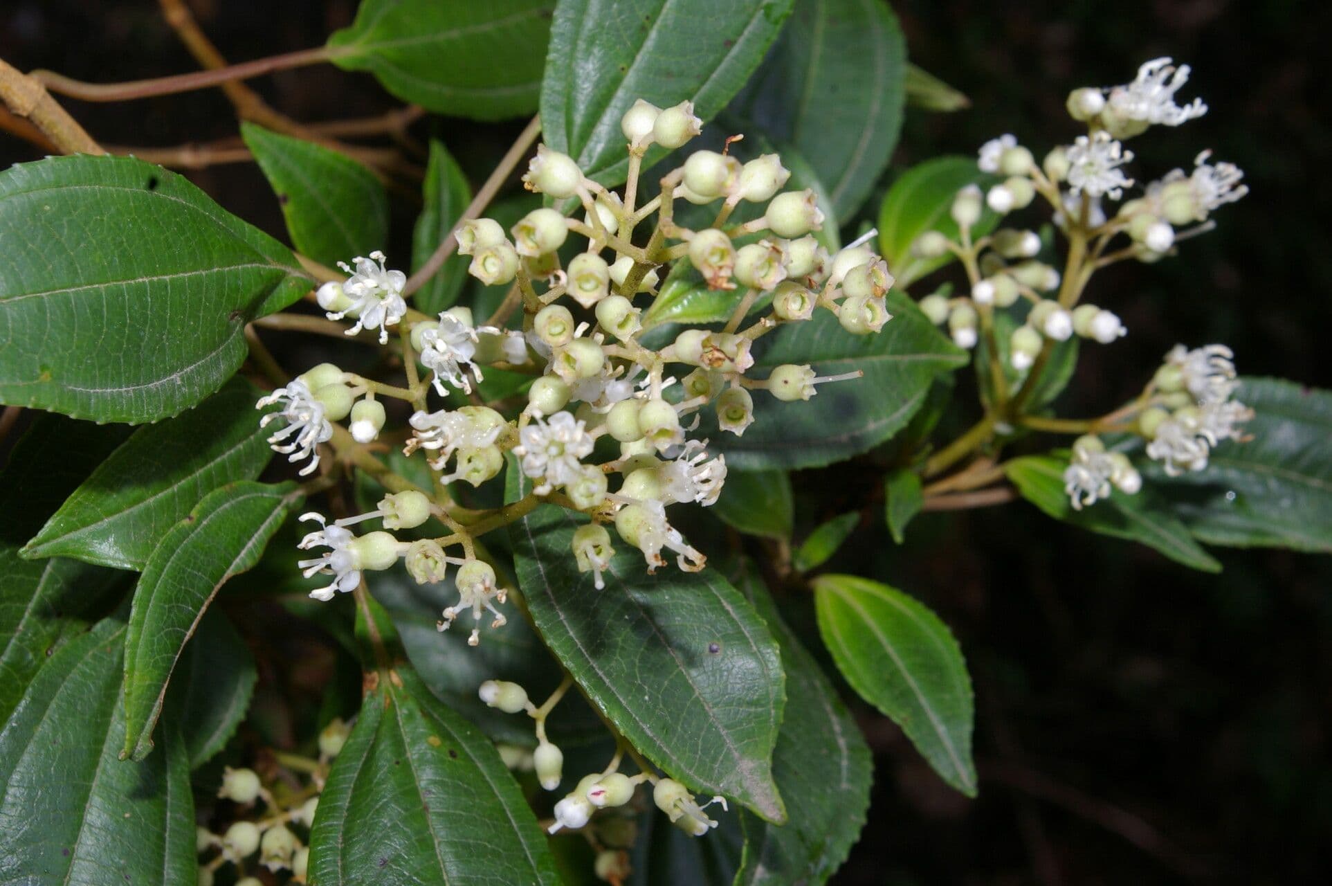Miconia