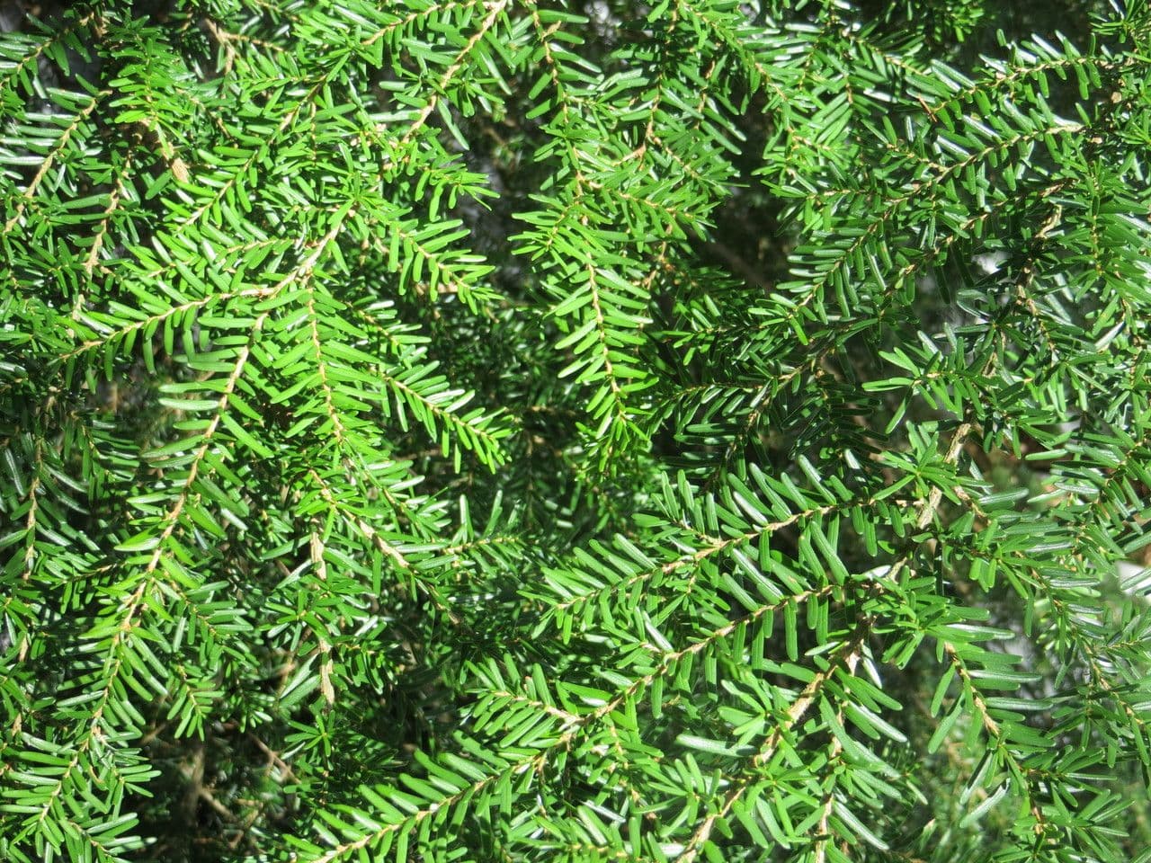 Tsuga occidentale 30