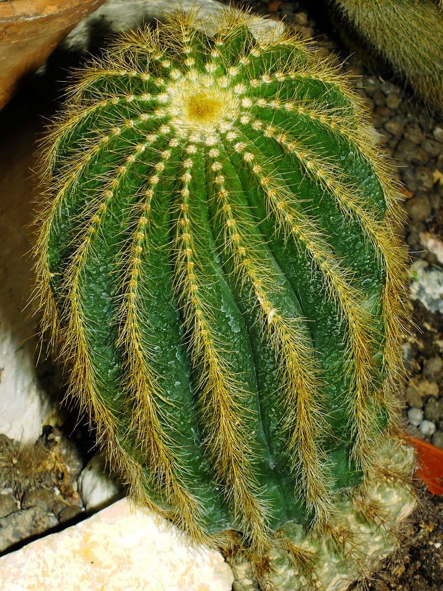 Parodia 7