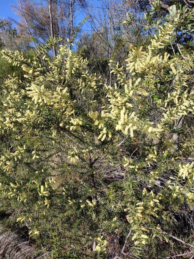 Acacia oxycedrus 6