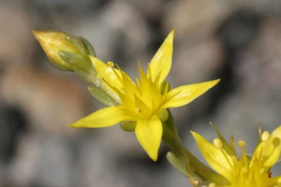 Sedum di Urville 2