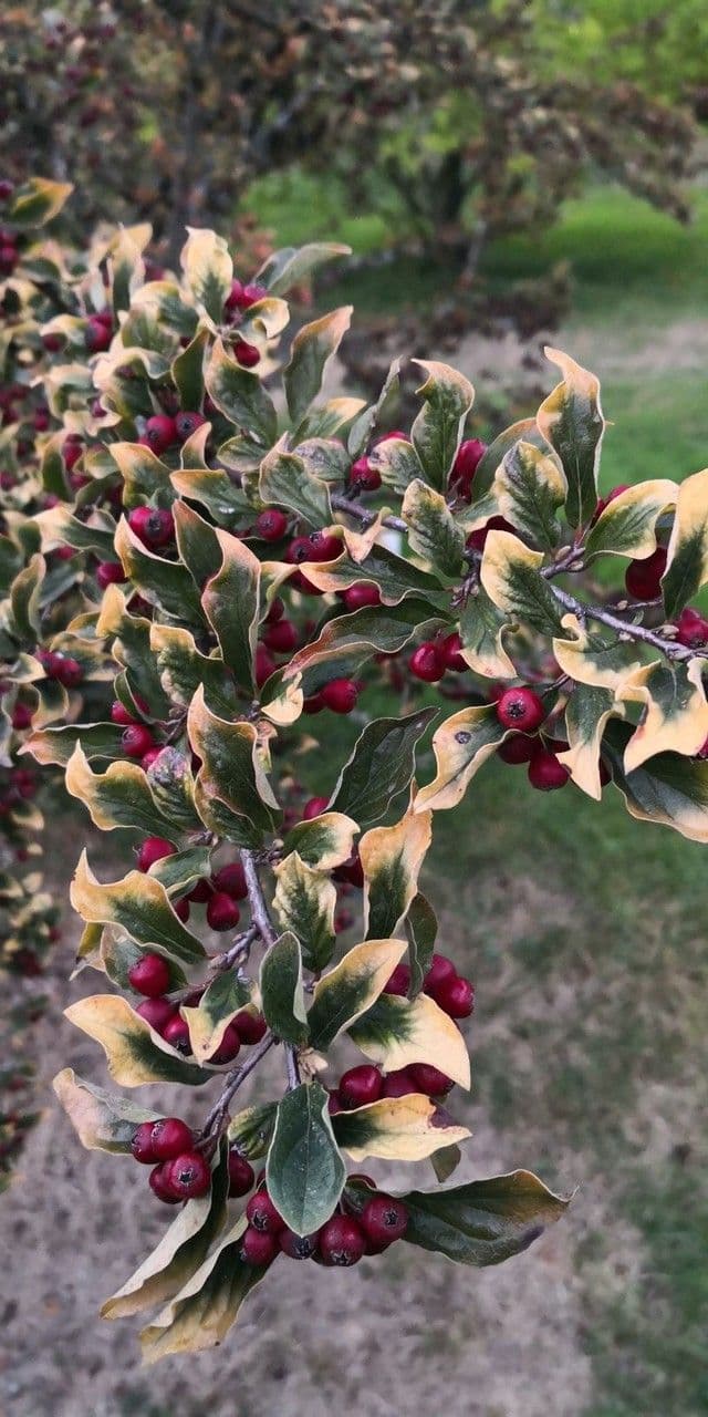 Cotoneaster 9