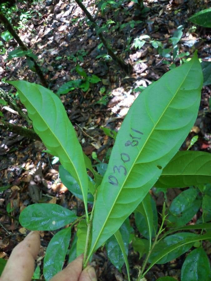 Pará-Cyrillopsis 6