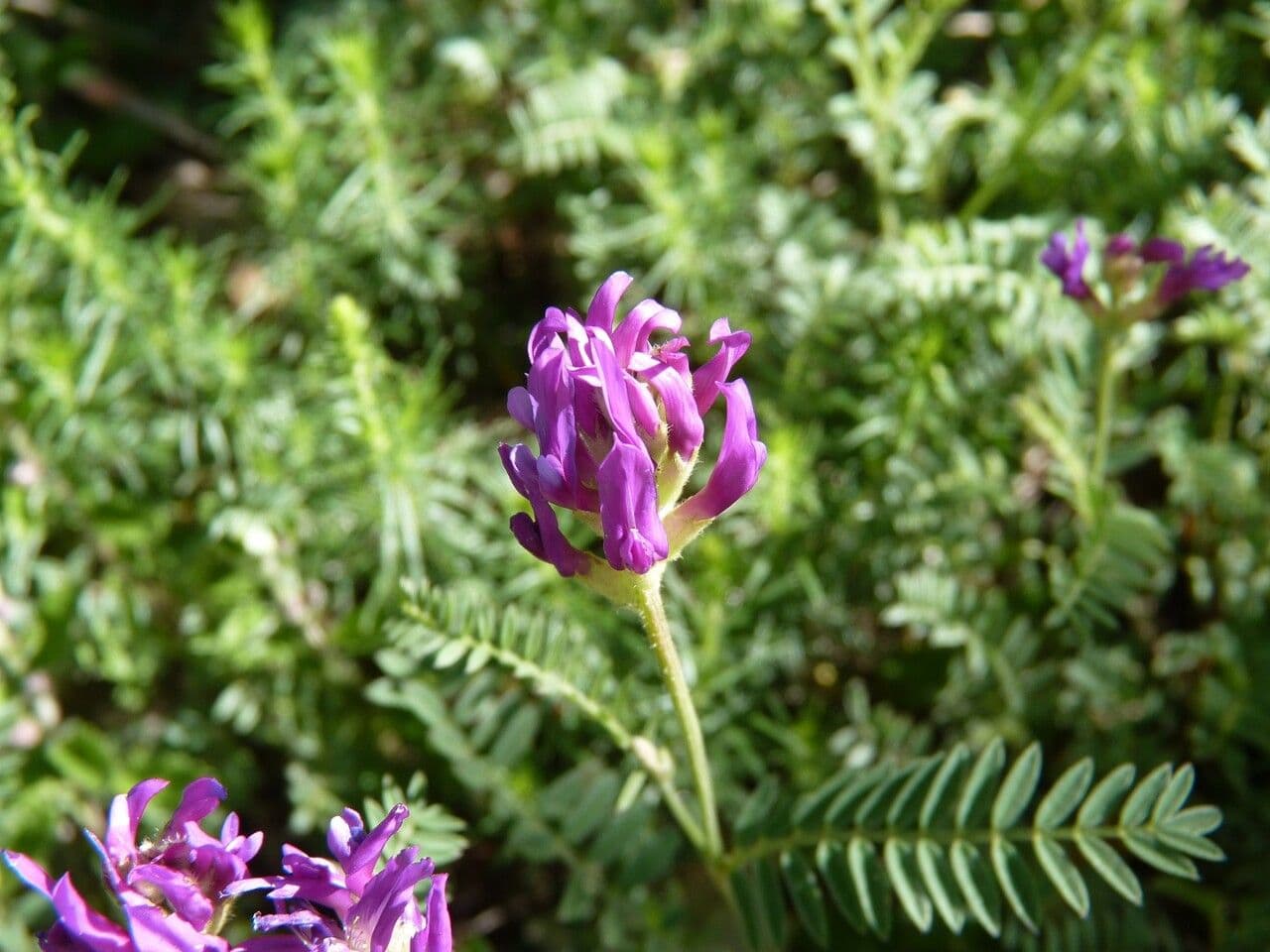 Astragalus onobrychis 25