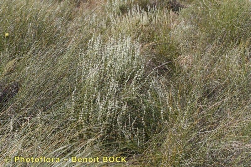 Sideritis leucantha 7
