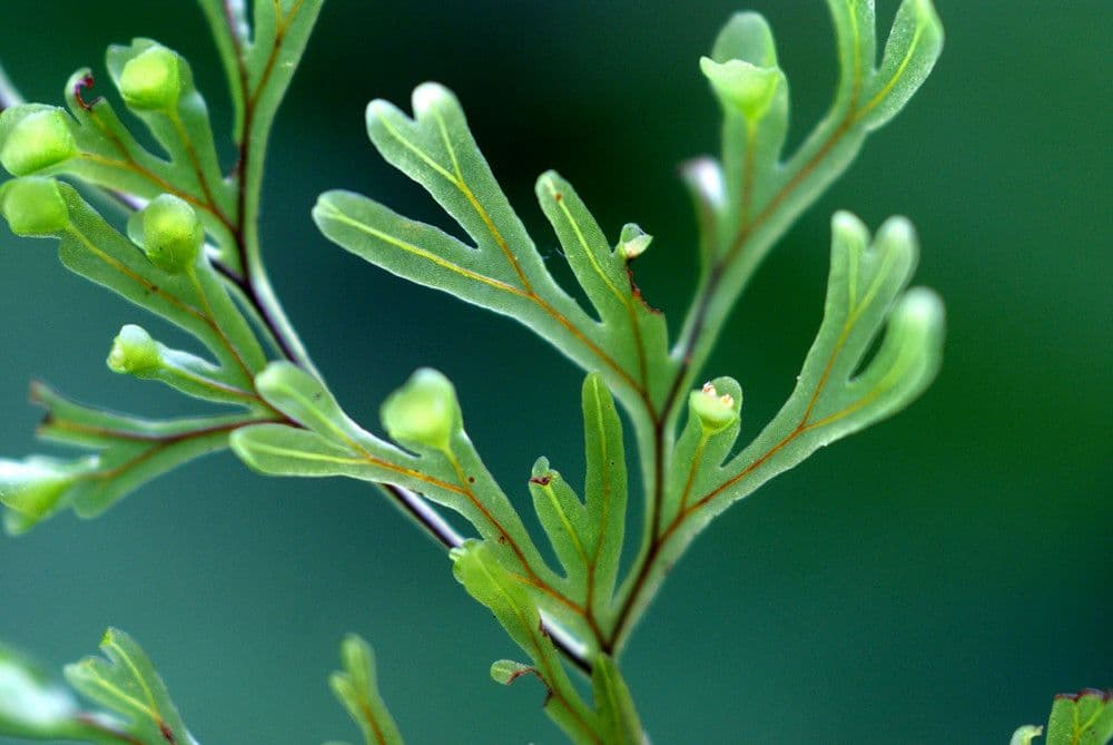 Hymenophyllum 9