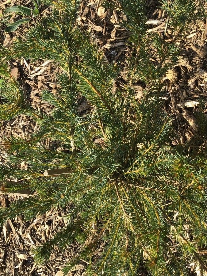 Banksia