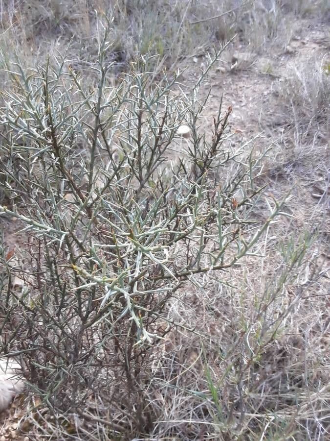 Ginestra spinosa 16