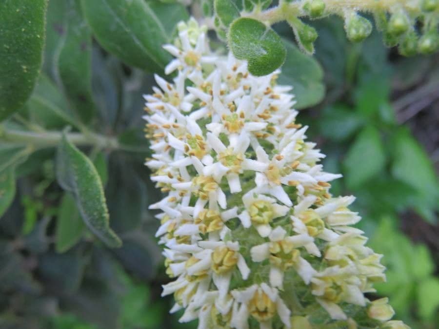 Escallonia 5