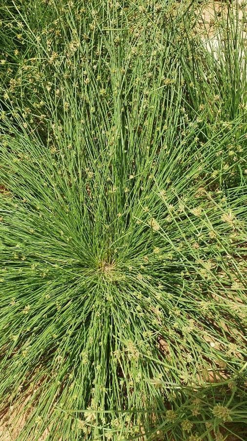Fimbristylis