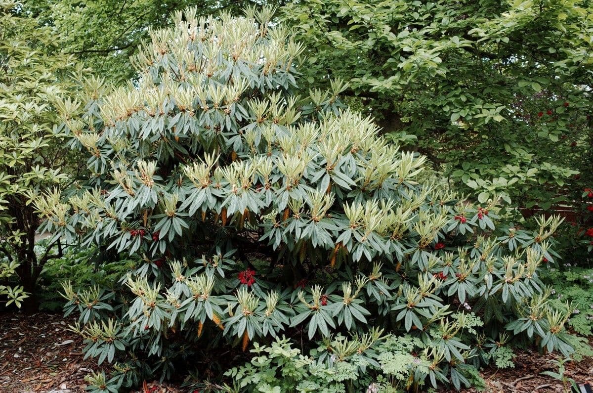 Rododendron stromovit
 15
