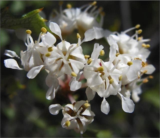 Ceanothus 6