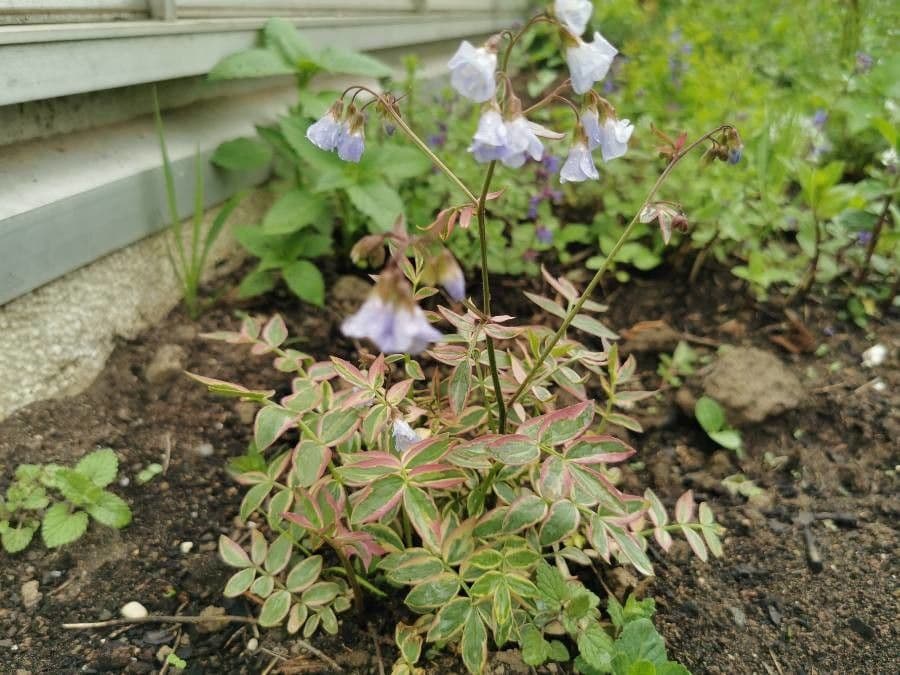 Polemonium reptans 21