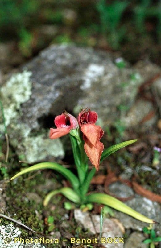 Serapias neglecta 21