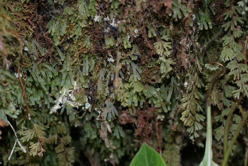 Hymenophyllum digitatum