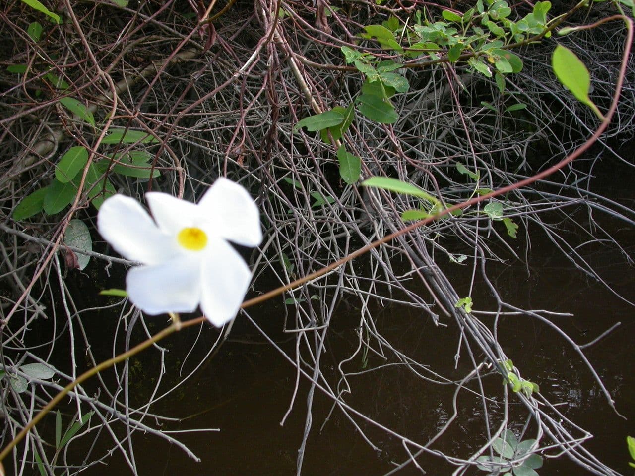 Rhabdadenia