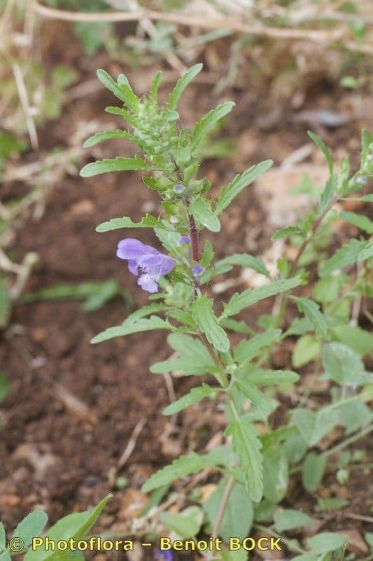 Dracocéphale de Moldavie 24