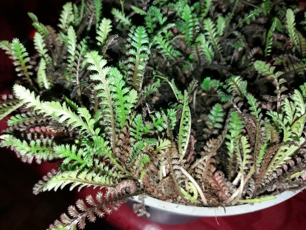 Leptinella 4