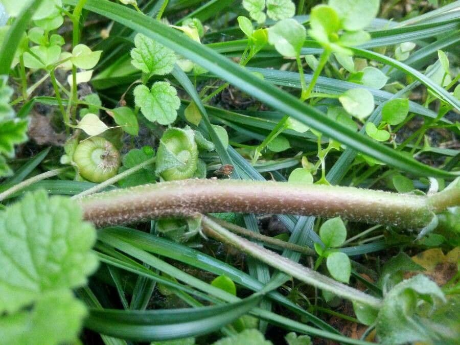 Malva pusilla 22