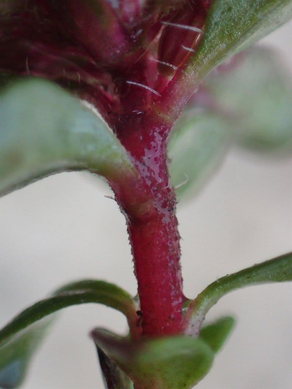 Frühblühender Thymian 19