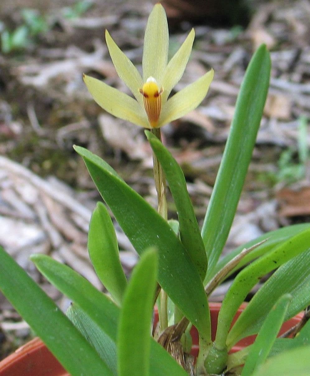 Maxillaria 4