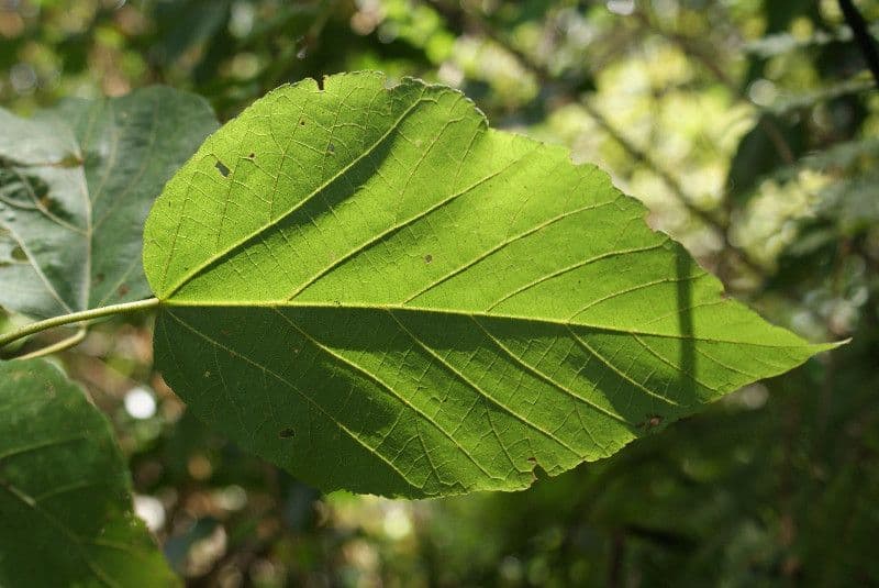 Dombeya 15