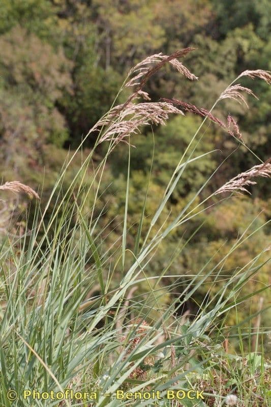 Arundo 3