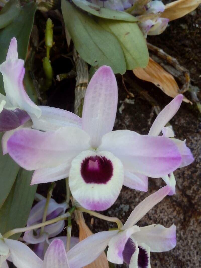 Orchidea 5