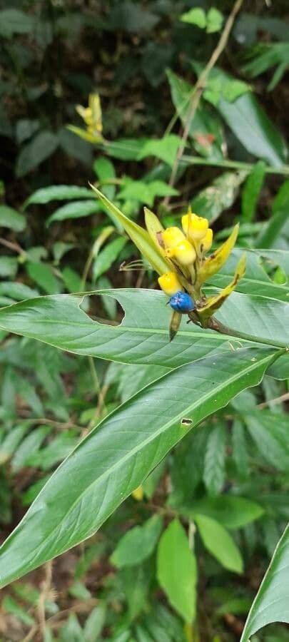 Palicourea axillaris 2