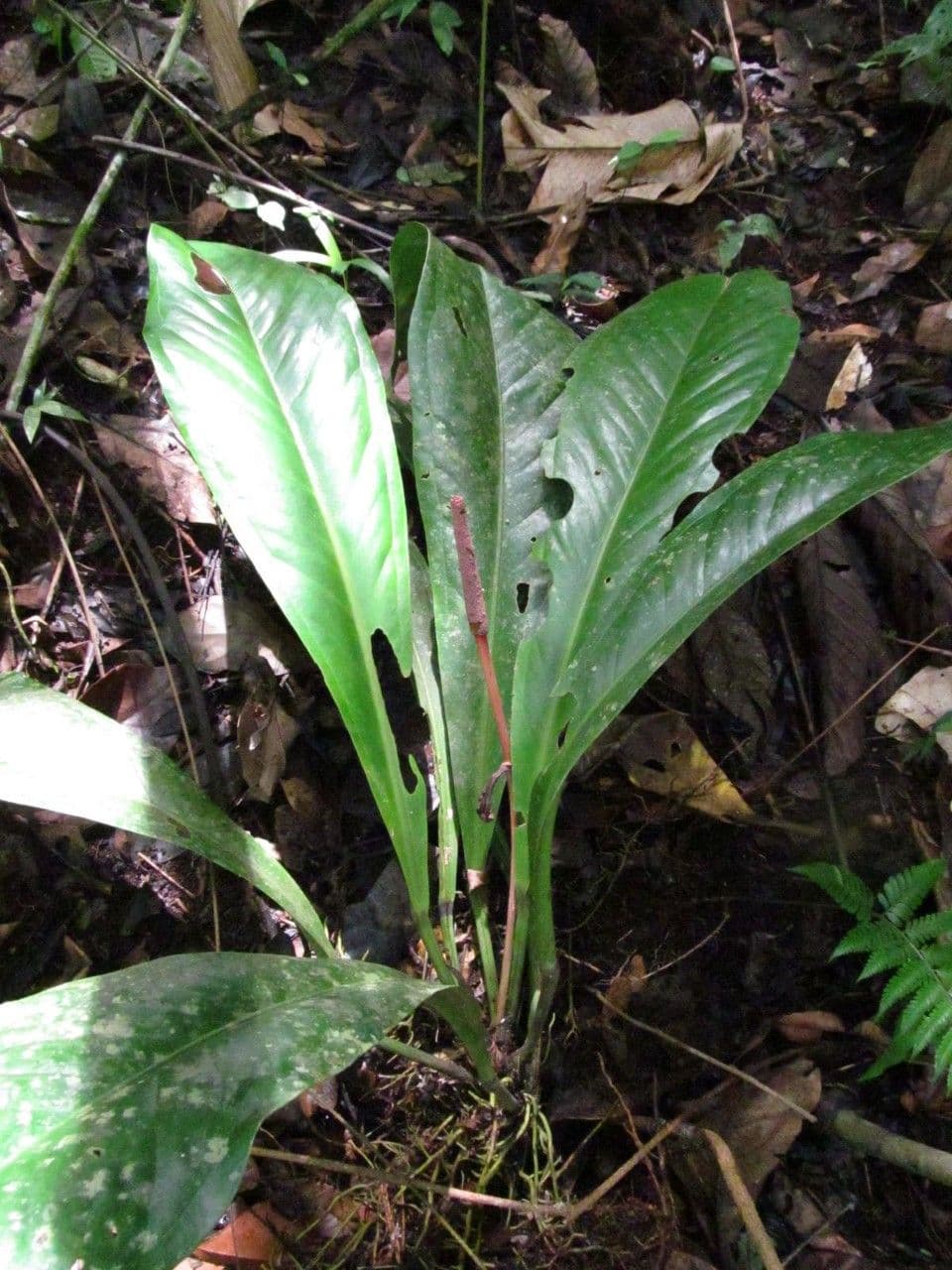 Anthurium 10