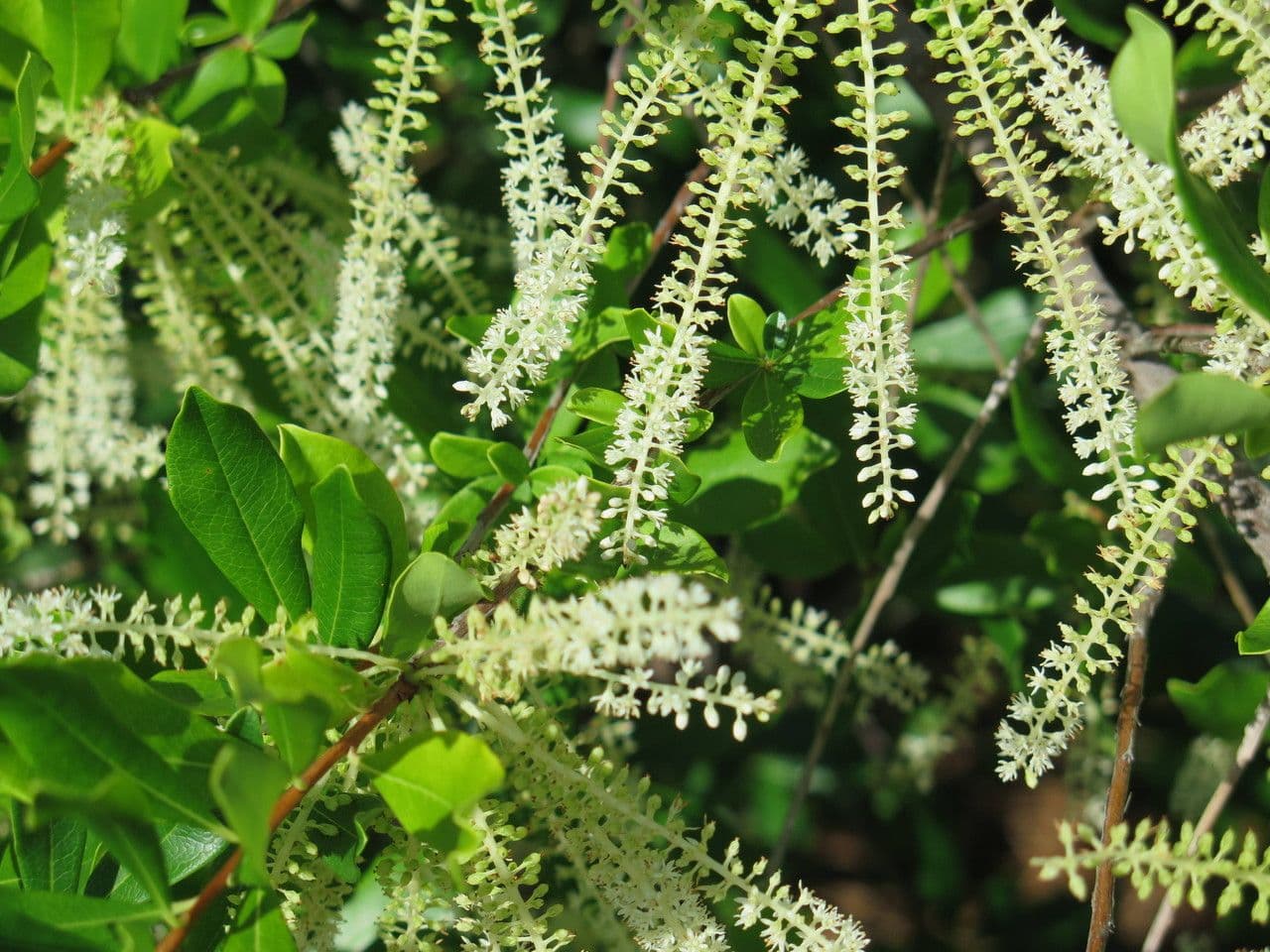 Cyrila 14