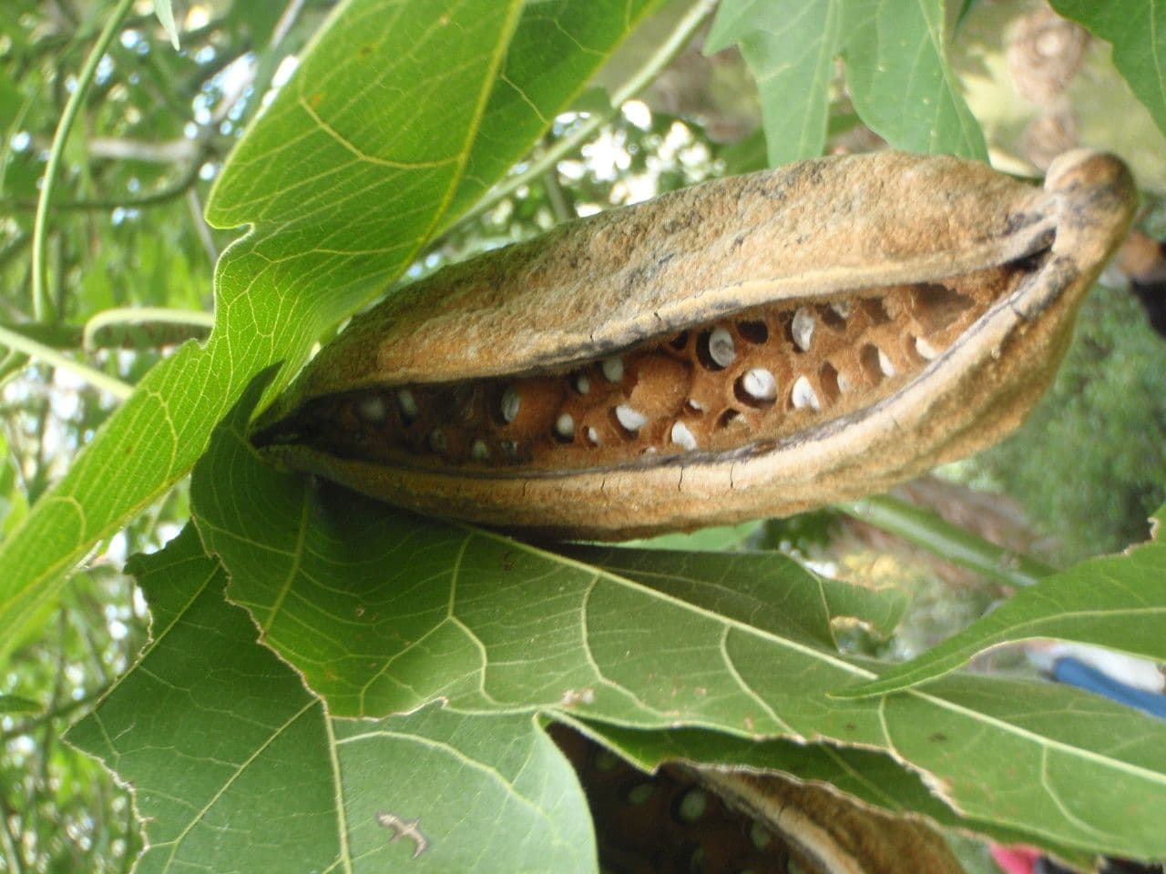 Brachychiton 3