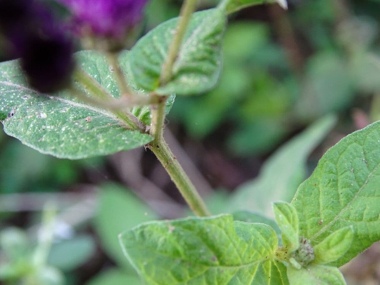 Gutenbergia 13