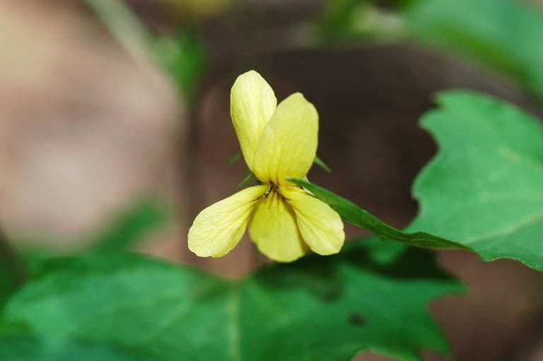 Viola 5