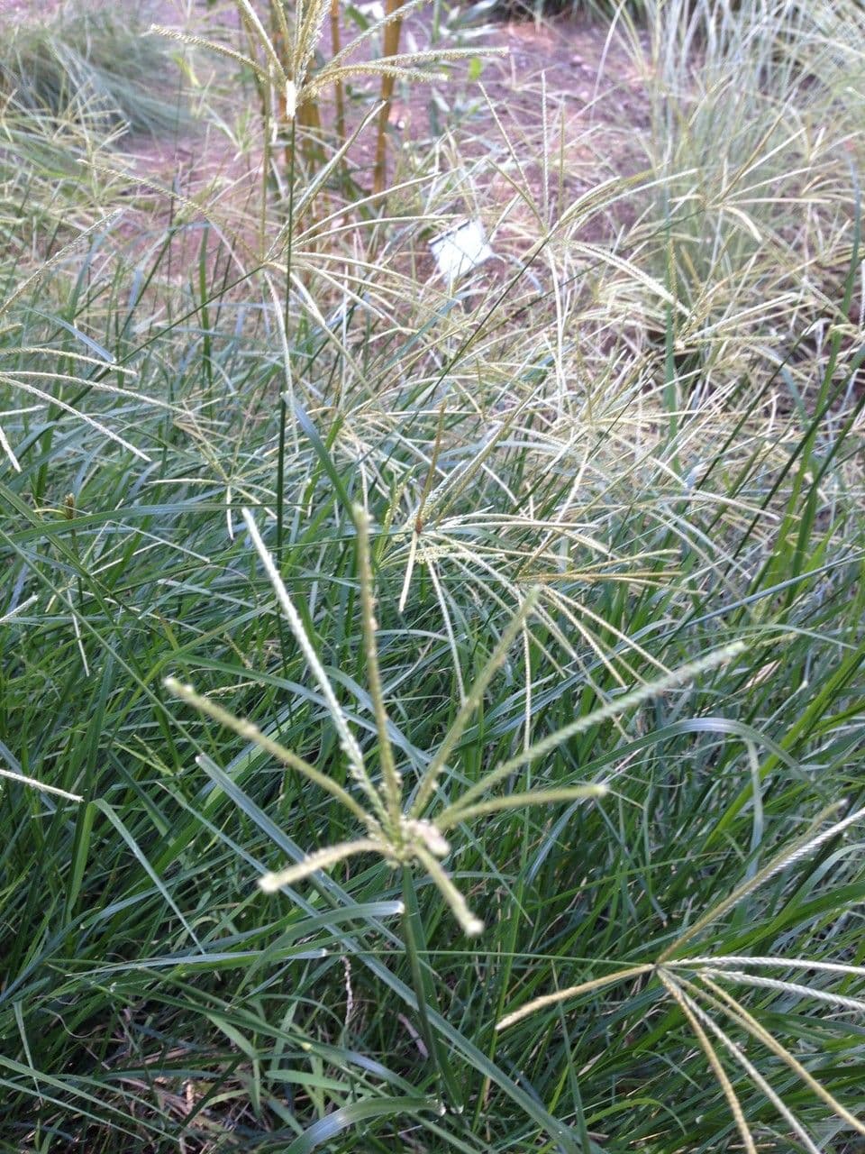 Rhodesgras 6