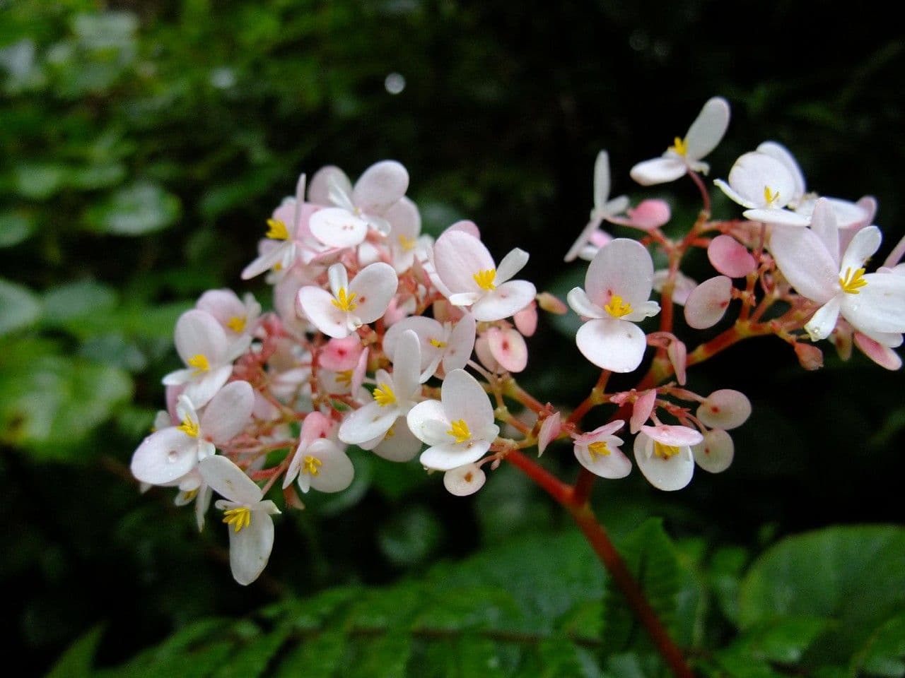 Begonia 2