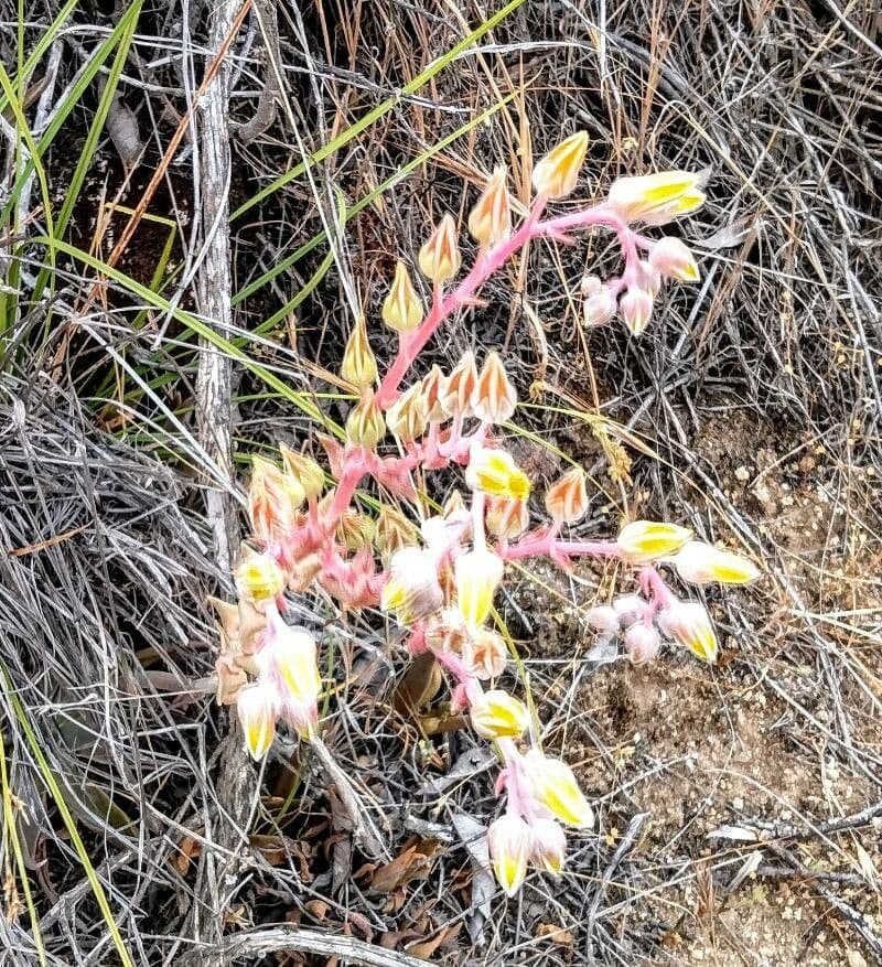 Dudleya costera