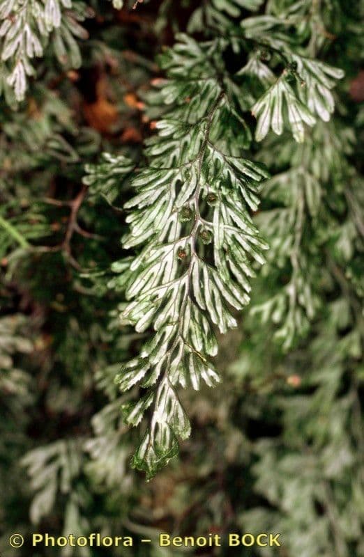 Braunes Hymenophyllum 6
